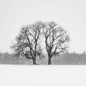 Matthew-Donnelly_WEB